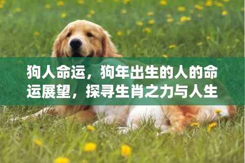 狗年出生人的命运展望,生肖之力与人生轨迹的交融探寻