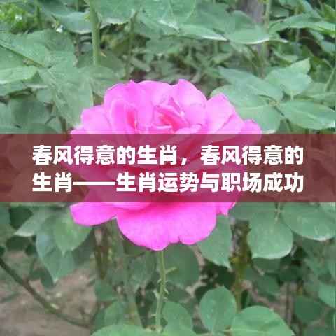 春风得意的生肖,职场成功与生肖运势揭秘