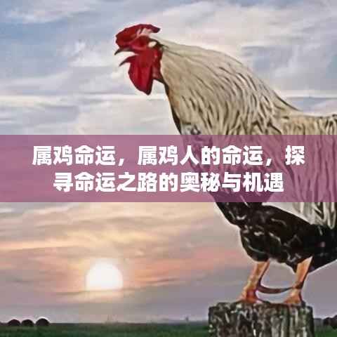 属鸡命运揭秘,探寻命运之路的奥秘与机遇挑战
