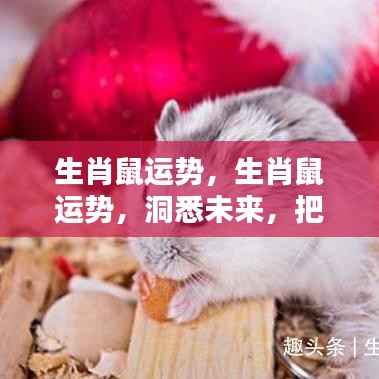 生肖鼠运势揭秘,洞悉未来,把握黄金机遇