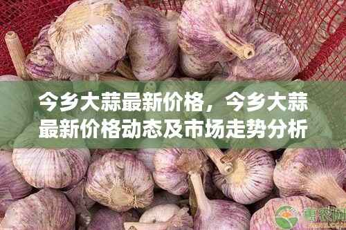 今乡大蒜最新价格,今乡大蒜最新价格动态及市场走势分析
