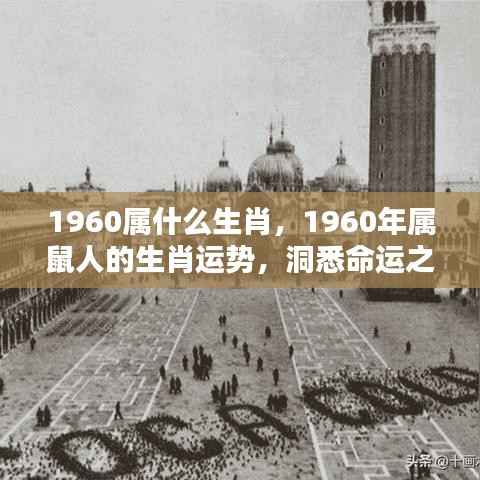 揭秘生肖运势,1960年属鼠人的机遇与挑战与命运之轮揭秘