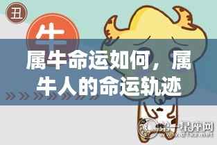属牛人的命运探索,稳健步伐与命运轨迹的探寻