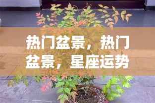 热门盆景,绿色生机与吉祥寓意的星座运势展望