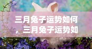 三月兔子运势展望,星象指引,好运连连