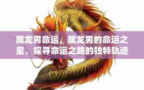 属龙男的命运之星,探寻独特轨迹与命运之路