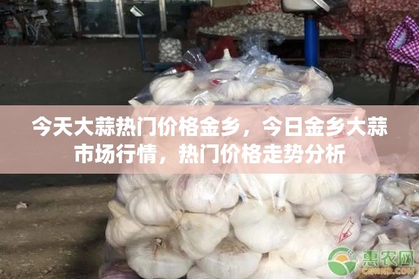 金乡大蒜市场行情解析,今日热门价格与走势分析