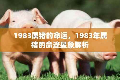 1983年属猪命运与星象解析,猪的命途揭秘