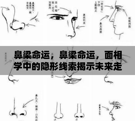 面相学揭秘，鼻梁命运中的隐形线索揭示未来走向