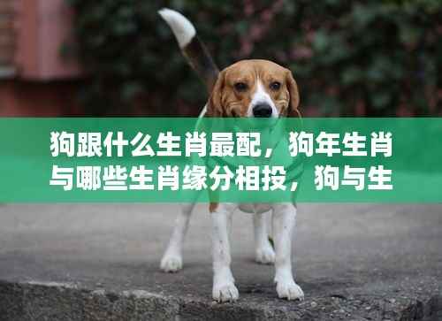 狗年生肖与哪些生肖缘分相投,生肖狗的完美配对解析