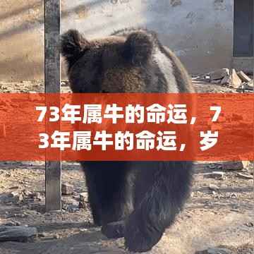 岁月沉淀下的金牛运势解析,揭秘73年属牛人的命运轨迹