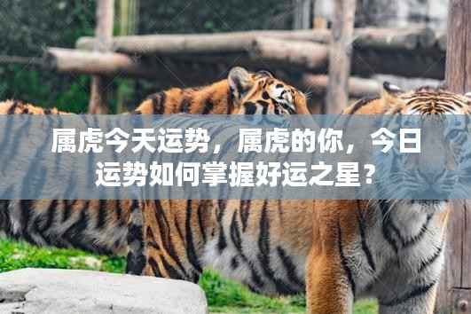 属虎今日运势揭秘,如何把握好运之星?