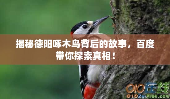 揭秘德阳啄木鸟背后的故事,百度带你探索真相!