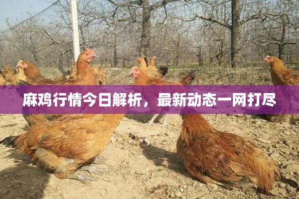 麻鸡行情今日解析,最新动态一网打尽