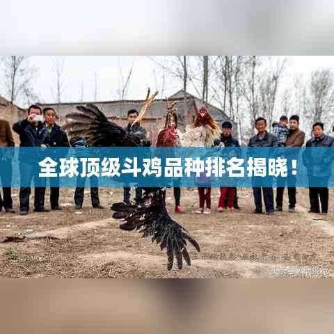 全球顶级斗鸡品种排名揭晓!