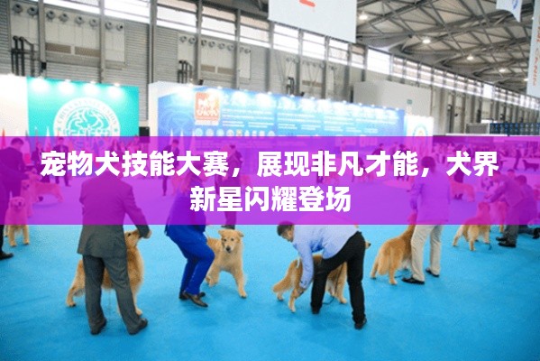 宠物犬技能大赛,展现非凡才能,犬界新星闪耀登场