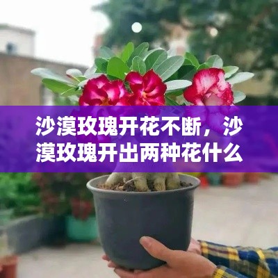 沙漠玫瑰开花不断,沙漠玫瑰开出两种花什么预兆